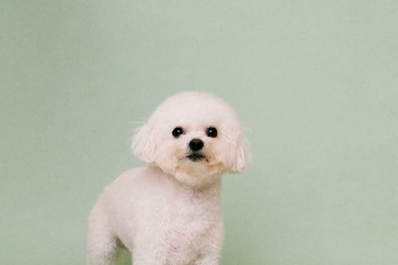 A freshly groomed small white dog with a fluffed, clean coat