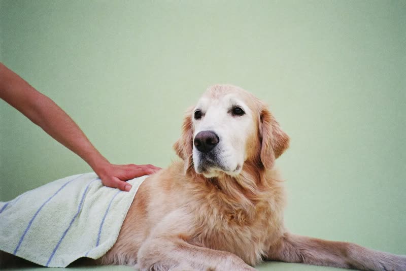 A golden retriever lying relaxed while being towel-dried