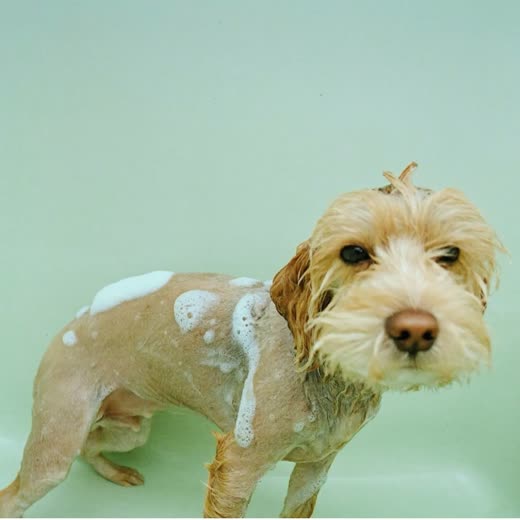 A small dog being bathed, coat wet and lathered