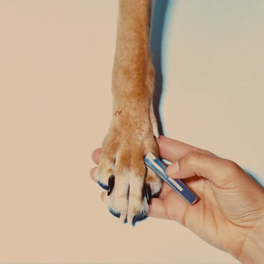 A dog's paw held for a nail trim