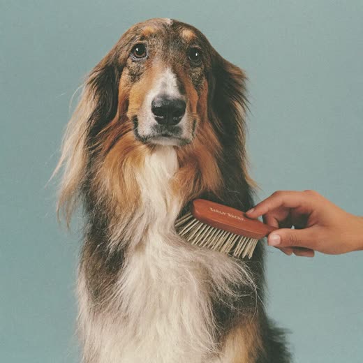 A long-coated dog being brushed, loose fur in the brush