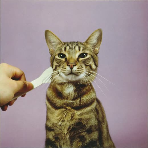 A cat sitting calmly while its coat is combed